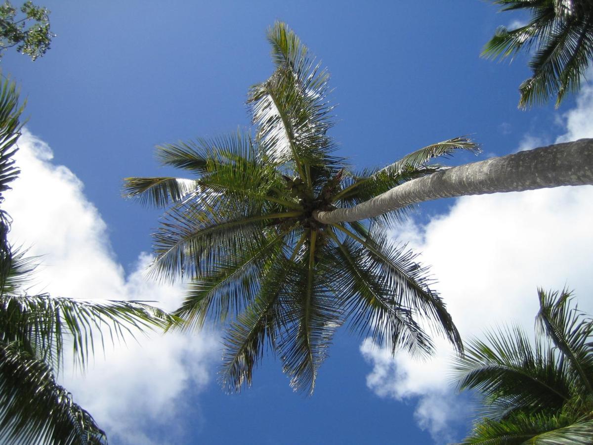 Palm-Covered House In The Tropical -Casa Oli Las Galeras Exterior photo